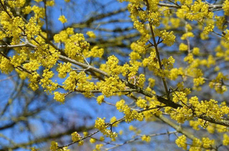 Arbustos amarelos - Cereja (Cornus mas) com flores amarelas e frutos vermelhos