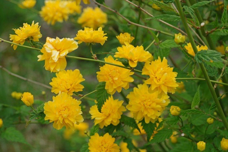 Plantando arbustos amarelos - ranunculus (Kerria japonica)