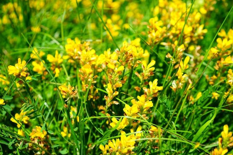 Arbustos amarelos para pequenos jardins - tojo tintureiro (Genista tinctoria)