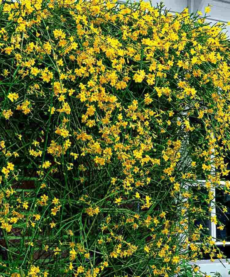 Arbustos amarelos florescem cedo - jasmim amarelo de inverno (Jasminum nudiflorum) floresce no inverno