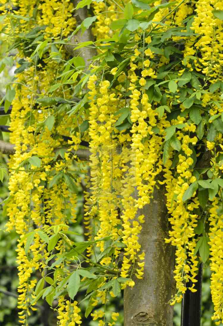 Laburnum anagyroides é um arbusto alto que frequentemente adorna pérgulas e arcos