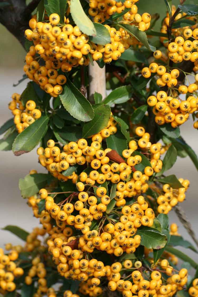 O firethorn (Pyracantha) adorna o jardim com bagas amarelas