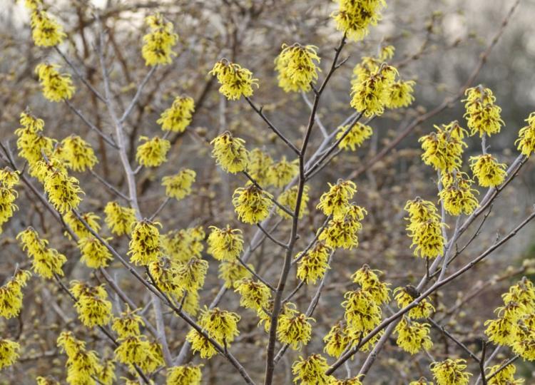 Arbustos amarelos - A hamamélis (Hamamelis) tem flores interessantes e chama a atenção no jardim
