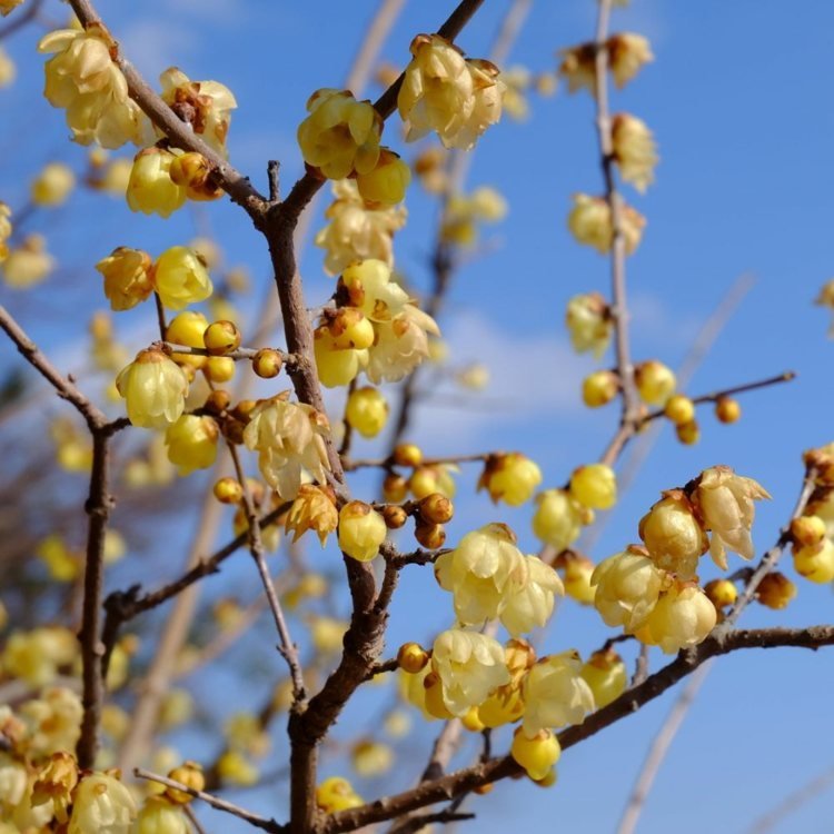 A flor de inverno chinesa (Chimonanthus praecox) ganha flores amarelas no inverno