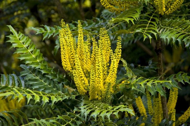 Winter Oregon Grape (Mahonia x media) ereta, inflorescências amarelas e folhas atraentes