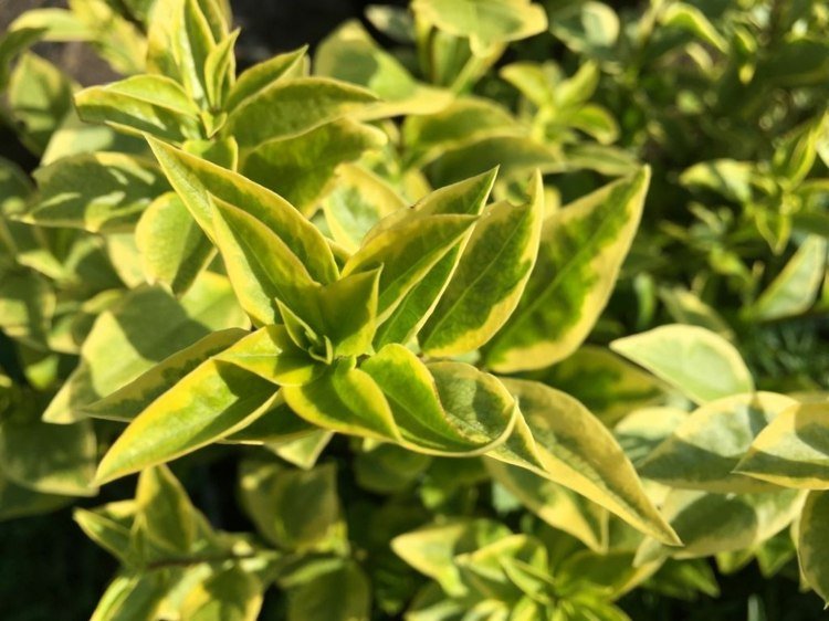 Goldliguster (Ligustrum ovalifolium 'Aureum') com folhas pontiagudas em amarelo e verde como uma sebe