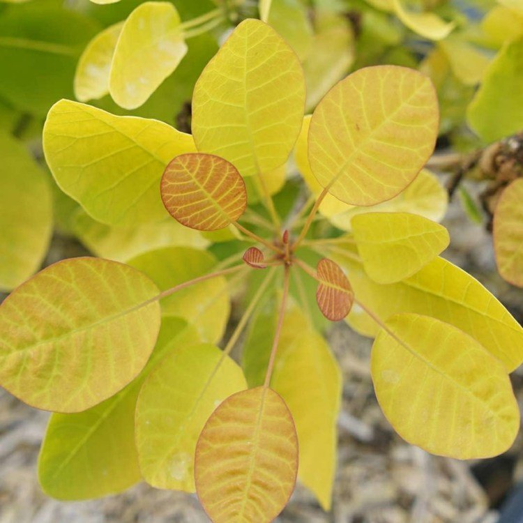 Wig bush (Cotinus coggygria) com folhas amarelas e inflorescências fofas