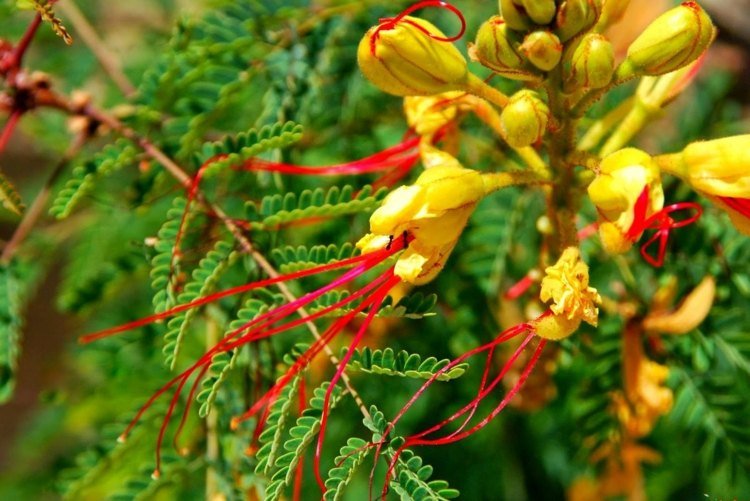 Ave do paraíso Bush (Caesalpinia gilliesii) - Uma mistura de cores de verde, amarelo e vermelho