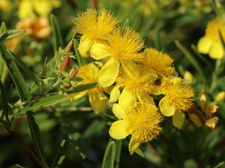 Hipericão canadense 'Gemo' - Hypericum kalmianum 'Gemo' / Syn.densiflorum 'Gemo'