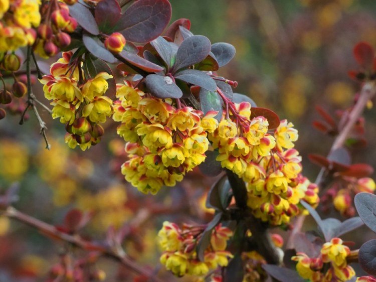 Bérberis de sangue grande (Berberis ottawensis 'Superba') em amarelo e vermelho escuro para uma cerca viva