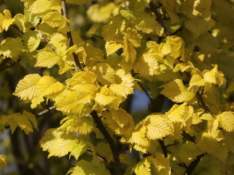 Olmo dourado 'Wredei' - Ulmus carpinifolia 'Wredei'