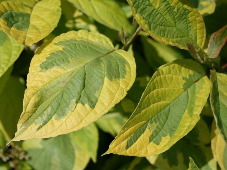 Dogwood amarelo (Cornus alba 'Spaethii') com folhas verde-amarelas