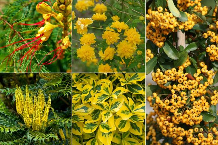 Arbustos amarelos para o jardim - flores, folhas e frutos