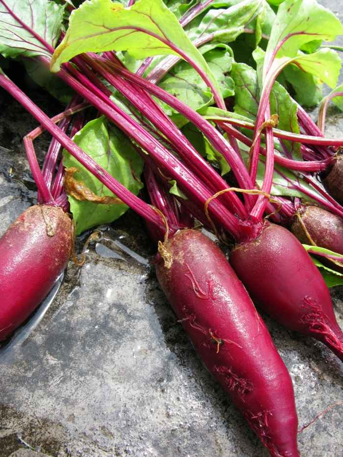 Long pray red care dicas de horta