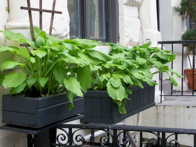 Crie vegetais de caixa de madeira