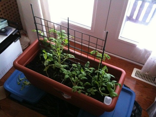 Tomates-em-uma-caixa-de-plástico-no-peitoril da janela