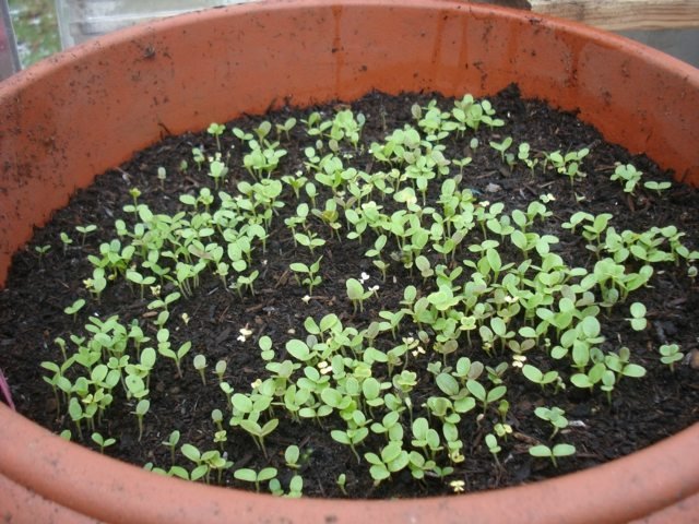 Cultive vegetais no peitoril da janela