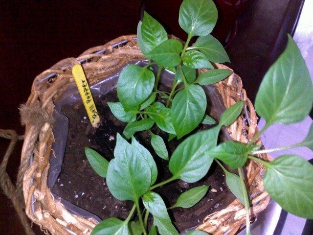 Peppers-in-the-flower-pot-on-the-windowsill