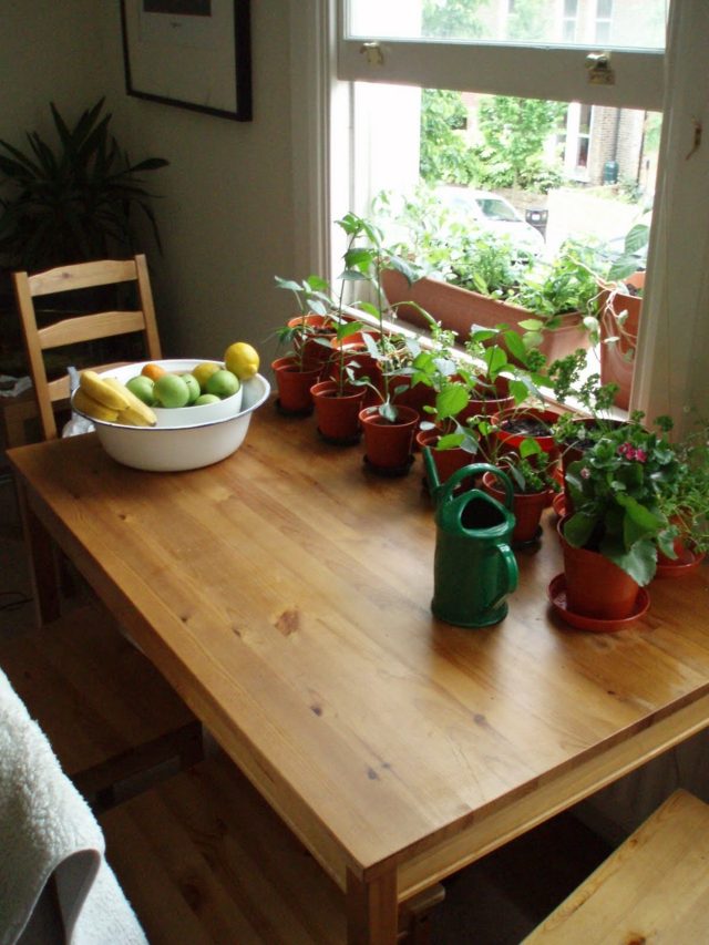 Fruteira-horta-vasos de flores-com-vegetais