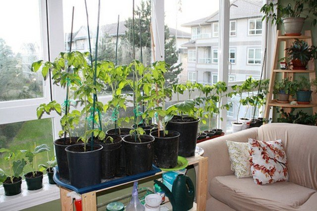 Sala de estar com peitoril de janela com haste de tomate