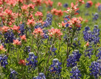 ideias para jardim de pássaros atraem comida