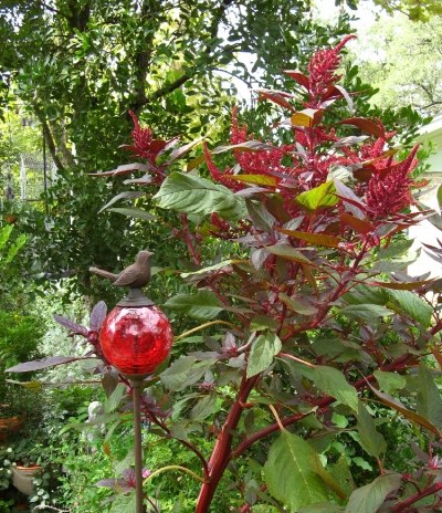 ideias para jardim de atração de pássaros, mantenha-se afastado