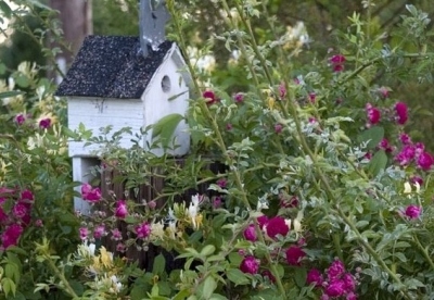 ideias para pássaros no jardim atraem gaiola