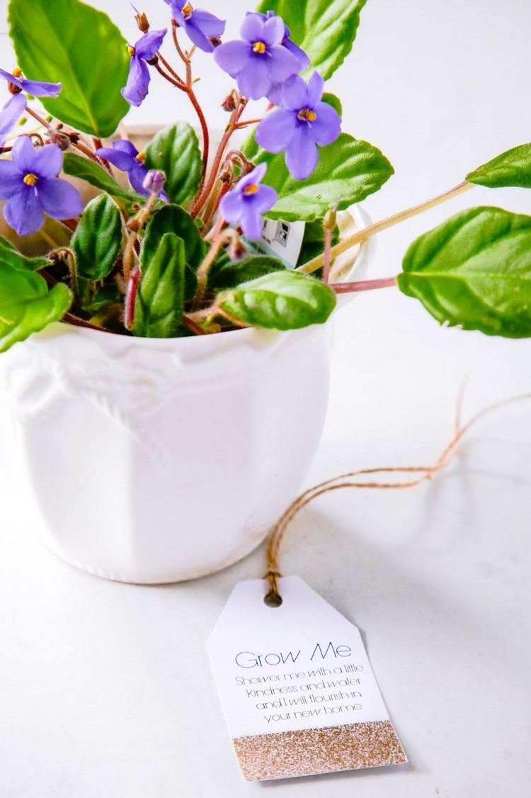 presentes-mudando-em-novo-apartamento-tradicional-mudando-em-presente-vaso-de-planta-de-flores-