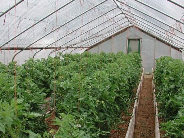 Construindo uma estufa dicas Hobby jardineiro materiais - cultivo de tomates Orangery