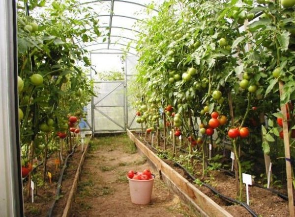 Dicas de jardinagem Hobby jardinagem estufa ventilação aquecimento estufa construção