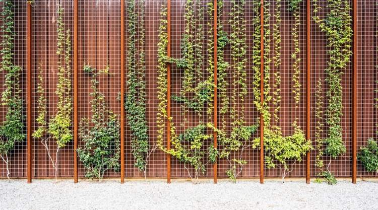 decoração de jardim-escalada gavinhas-escalada plantas-corten aço-treliça-jardim design-moderno