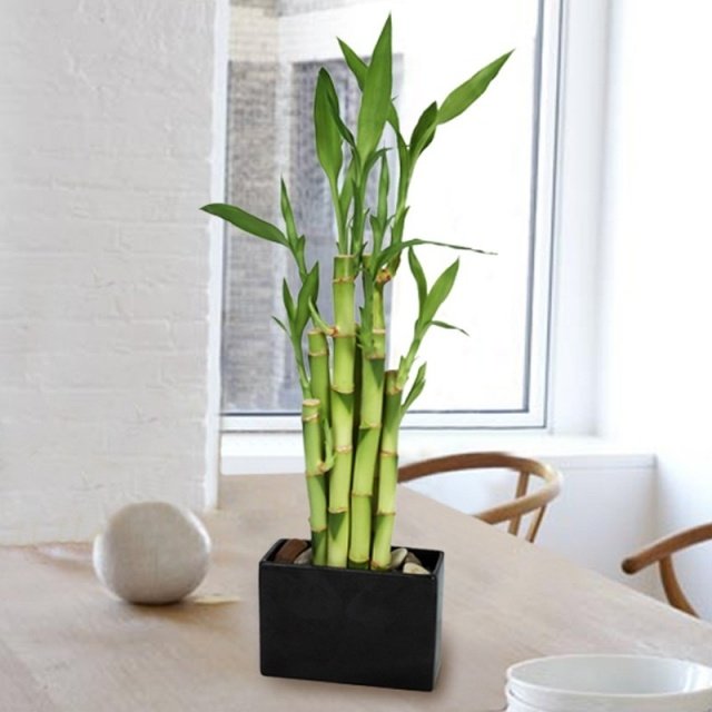 Plantas de bambu da sorte hastes decorações de mesa de casa vaso preto