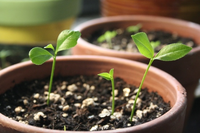 Dicas econômicas de design de jardins, jardinagem com sementes de plantas jovens