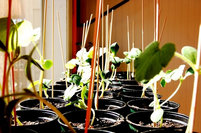 Sementes em vasos de plantas - plantio de jardim barato