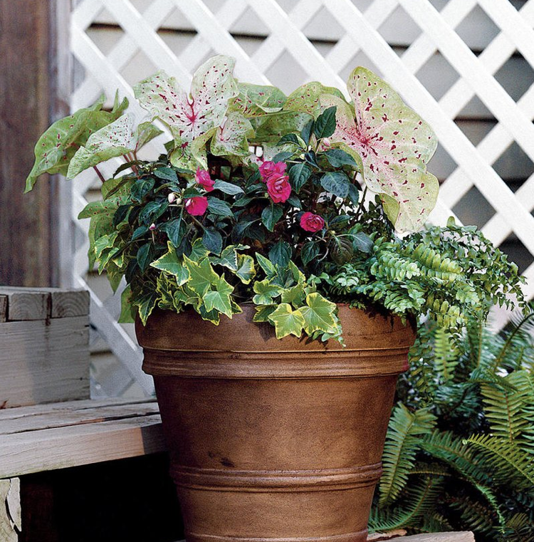 Samambaias Ivy Impatiens Caladien Shade