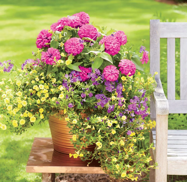 Summer Zinnias Magic Bells Verbenas