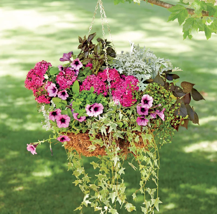 verão cesta pendurada dianthus folha de prata ivy