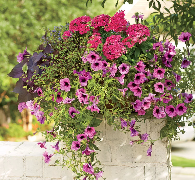 Petúnia Dianthus Bob Vasos de flores com cabelo no verão