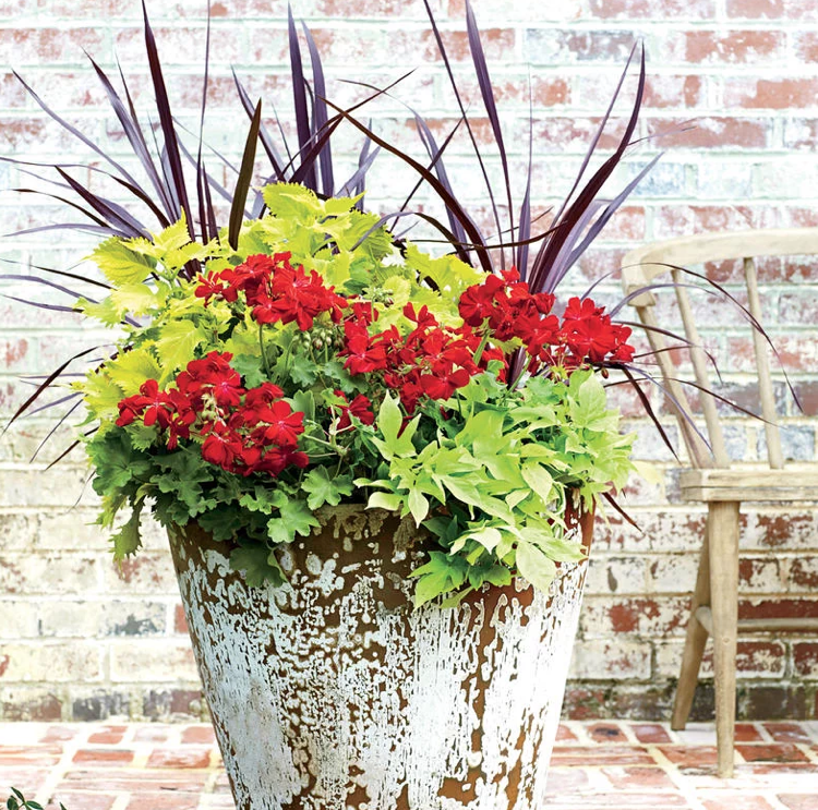 grandes vasos de flores plantam gerânios vermelhos multicoloridos urtiga ornamentais grama