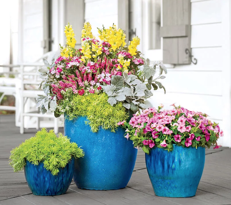 grandes vasos de flores planta Snapdragon Dianthus sedum petunia