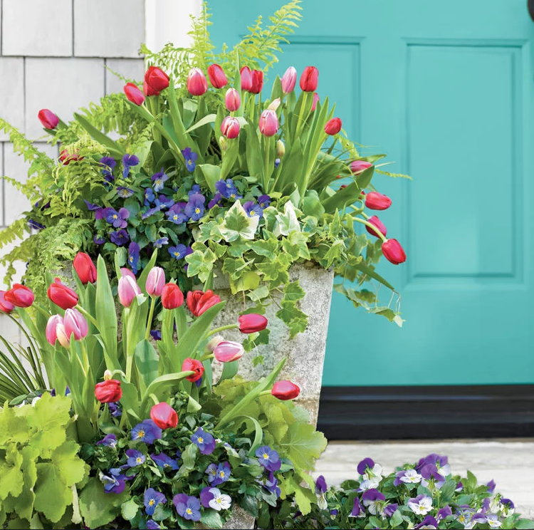 grande plantador flores da primavera cor b amor-perfeito heuchera ivy