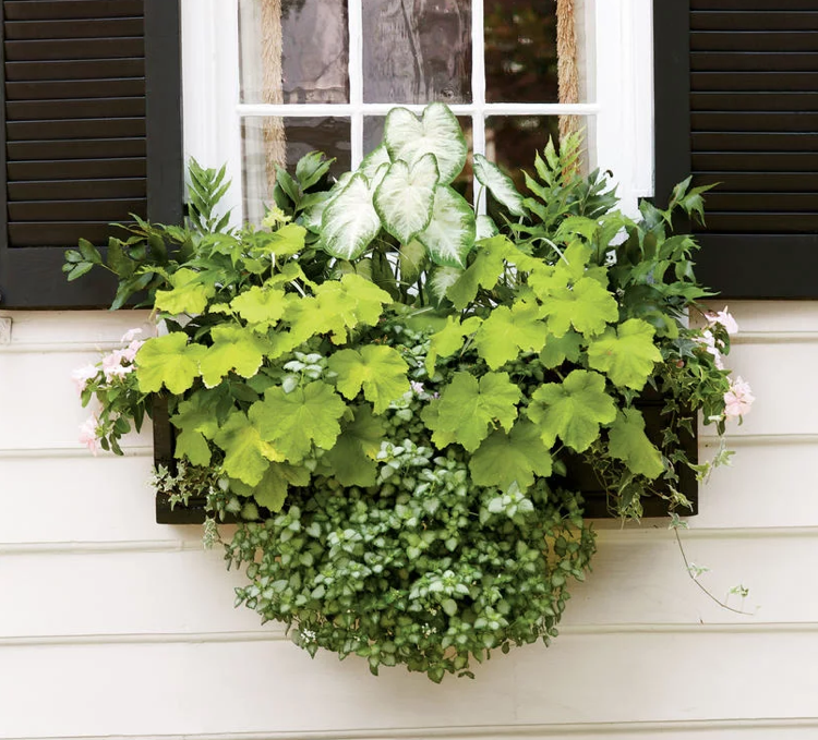 Cortina de janela Caladium Heuchera pombo-azevinho faias