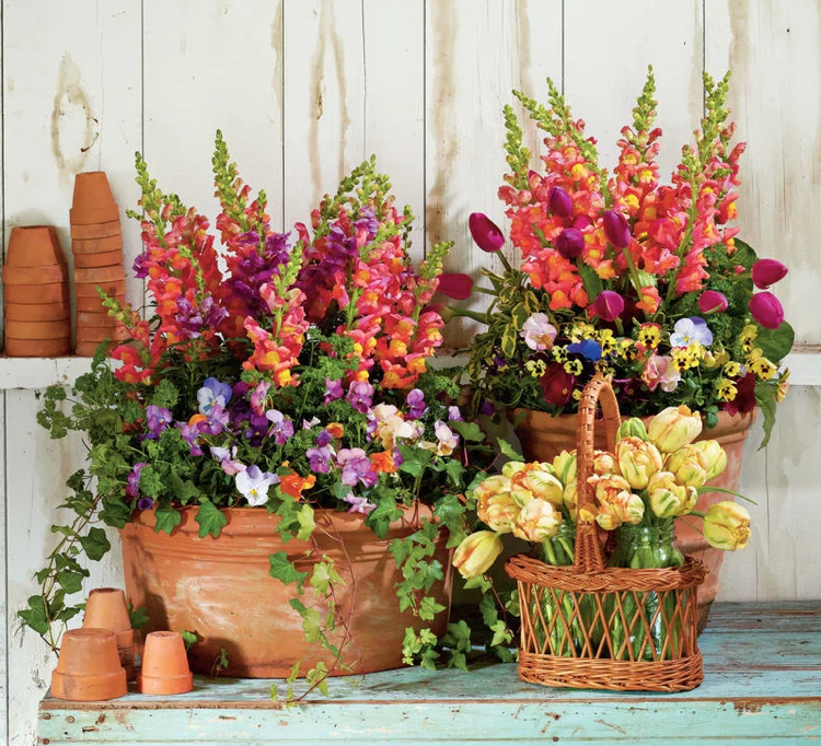 Vasos de flores de primavera Snapdragons Amores-perfeitos Túlipas Salsa Ivy