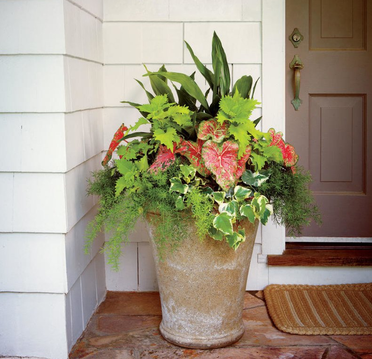 Shade baldes plantar Coleus Climbing Fig cobbler palm