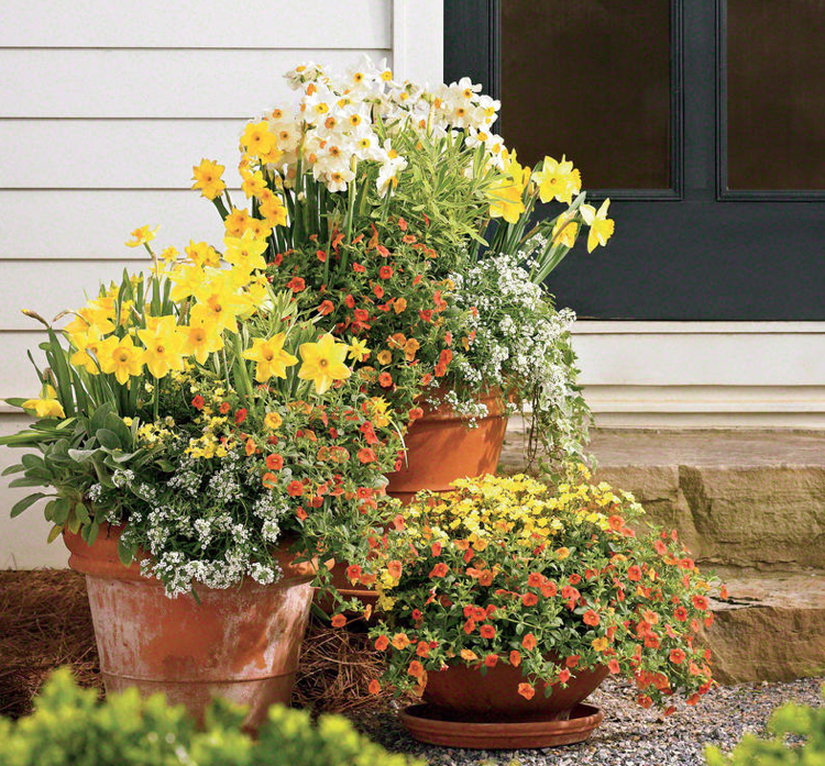 Narcisos plantadores grandes de primavera Zauberblöckchen Silberkraut Elfenspiegel nemesia