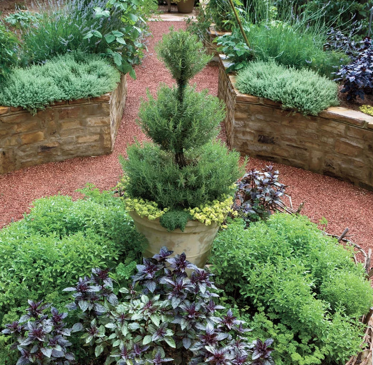 Alecrim, árvore, topiária, banheiras, jardim, canteiro, plantas, ervas