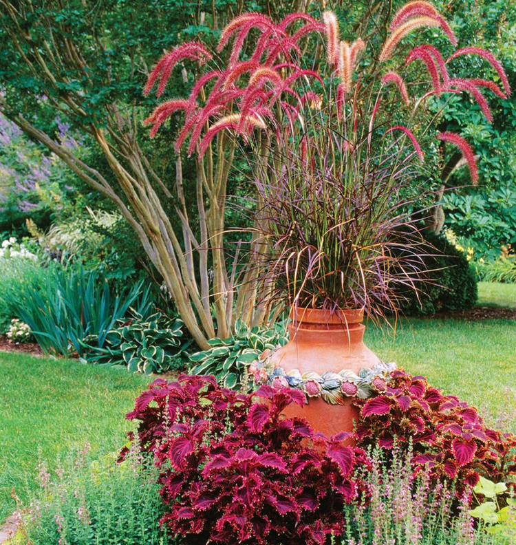 Fonte de grama vermelha primavera outono Coleus vermelho