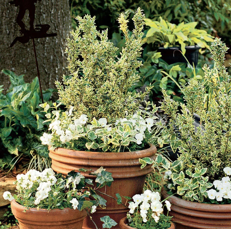 Buxo Buxus sempervirens Elegantissima branco amarelo branco violetas com chifres