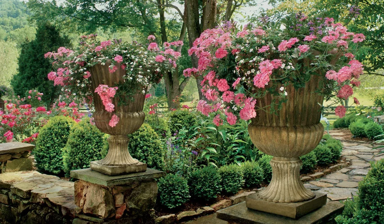 plantador grande estilo barroco pedra rosa verbena folhas gordurosas brancas Bacopas