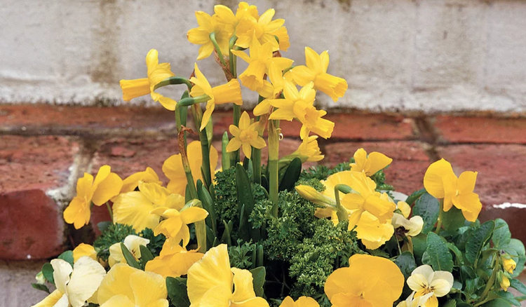 Violetas amor-perfeito amarelas daffodils da primavera